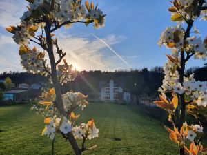 Gradina Forest Villa Detox Mindfulness